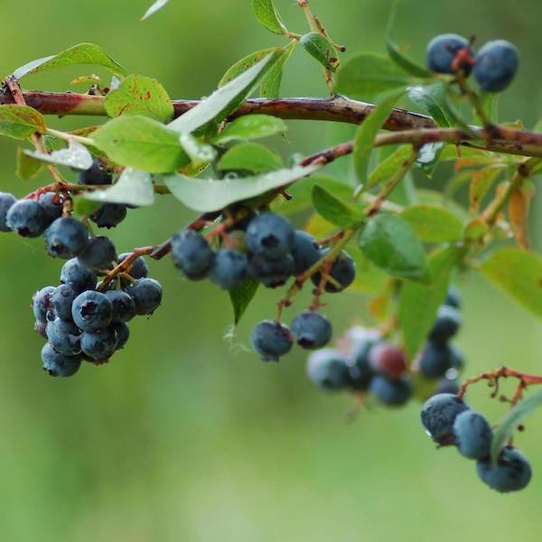 Bella Organic UPick & Event Garden Rentals UPick Blueberries Open 7 Days a Week, Party Space