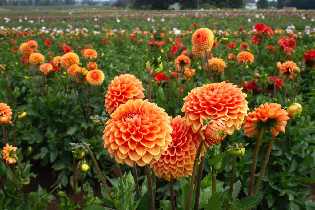 Swan Island Dahlias