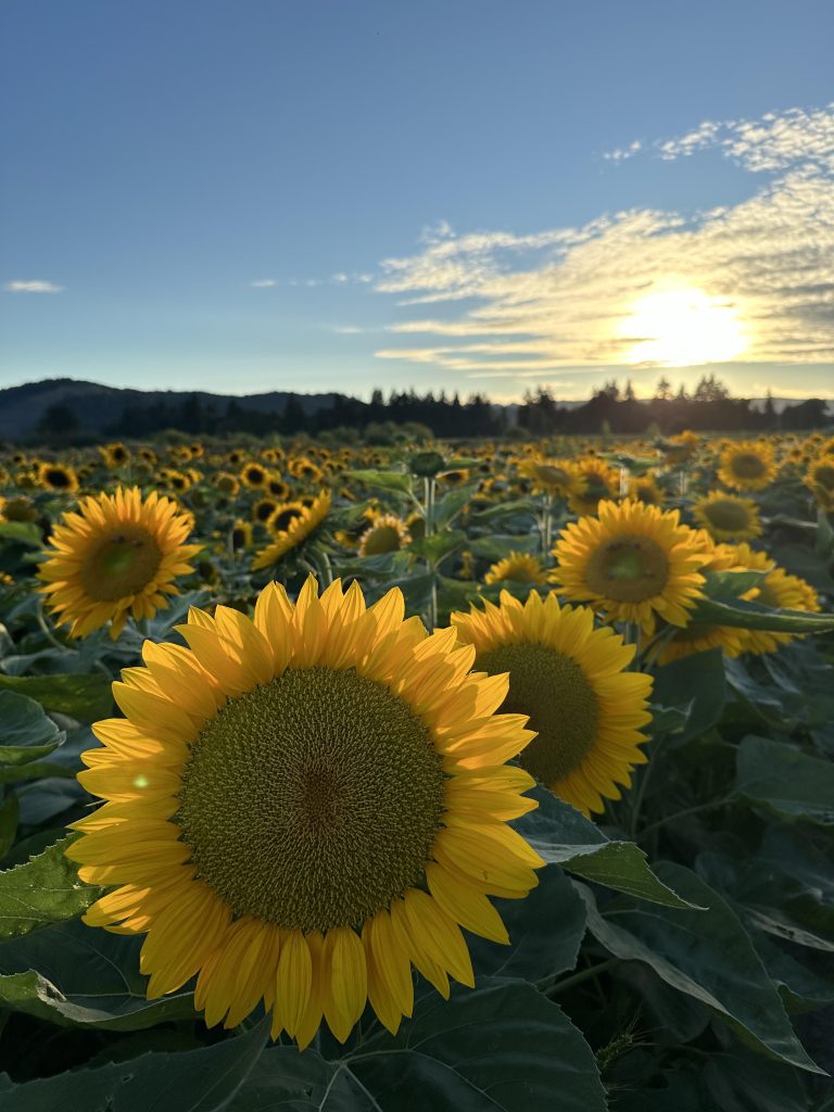 bella sunflower