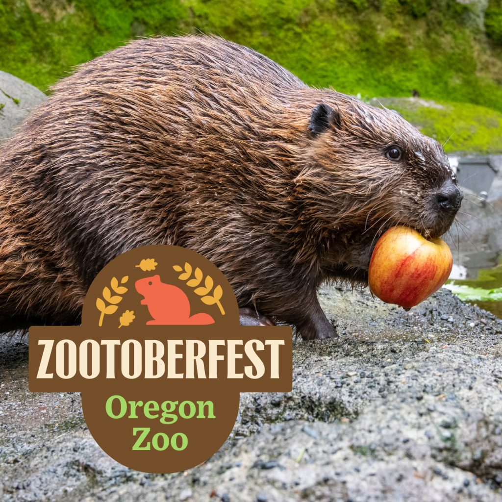 1440p-social-beaver-zootoberfest-OZ-20250822 (1)