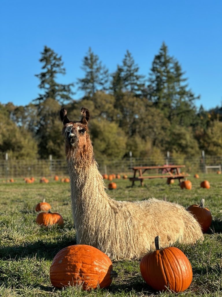 frog pond pumpkin patch